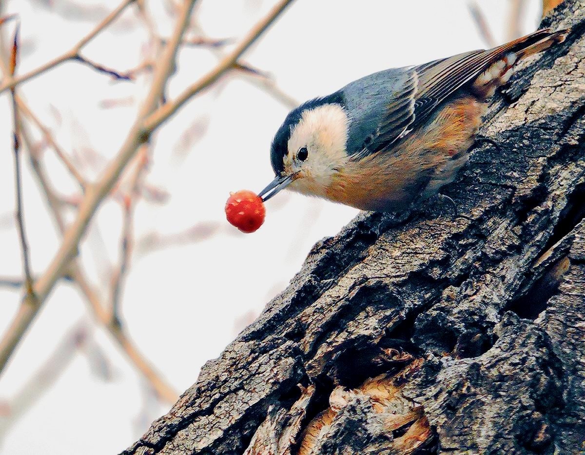 White-reasted Nuthatch with rose hip by Patrick Myers is availabl through Public Domain.